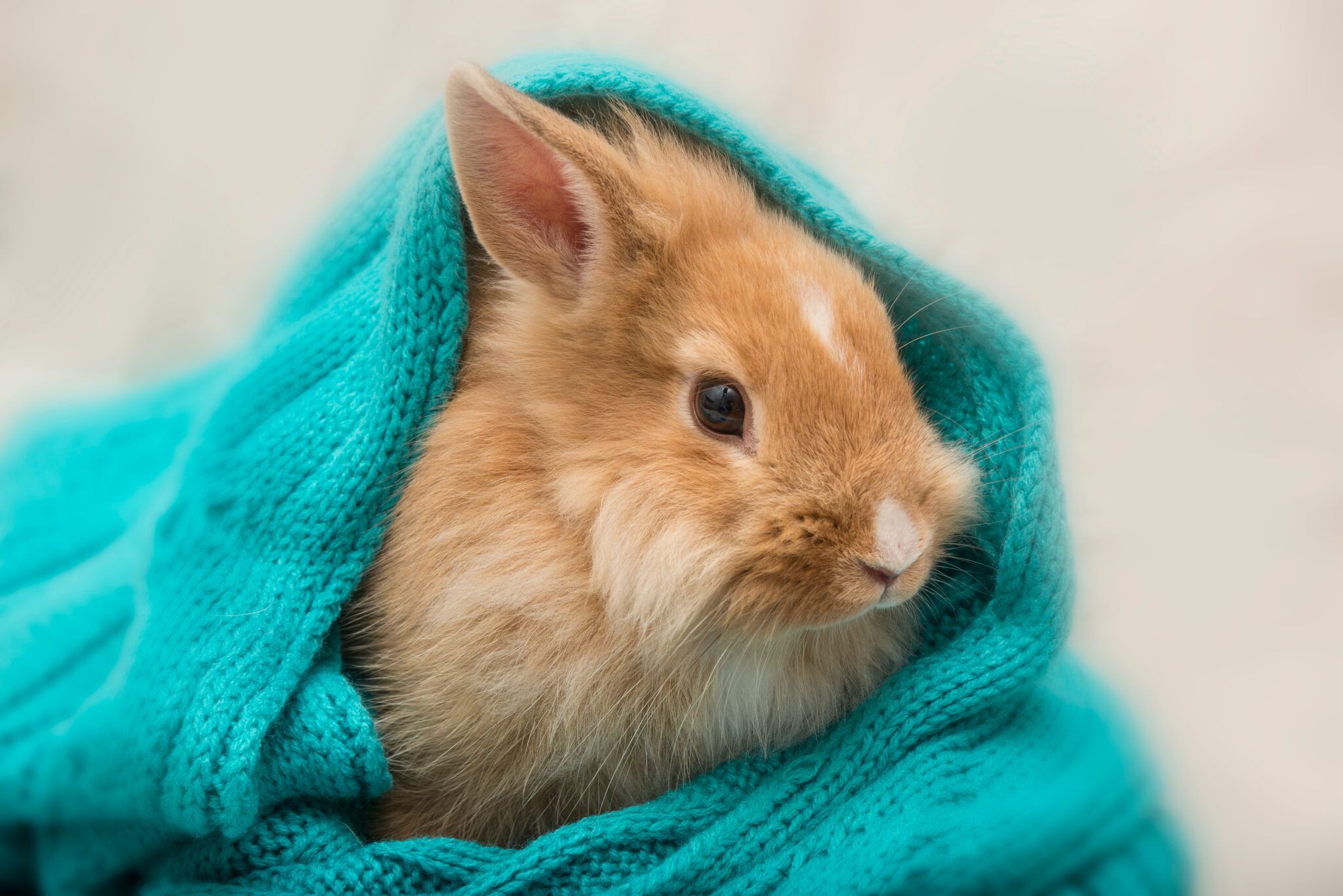 Rabbits – RCVS Knowledge